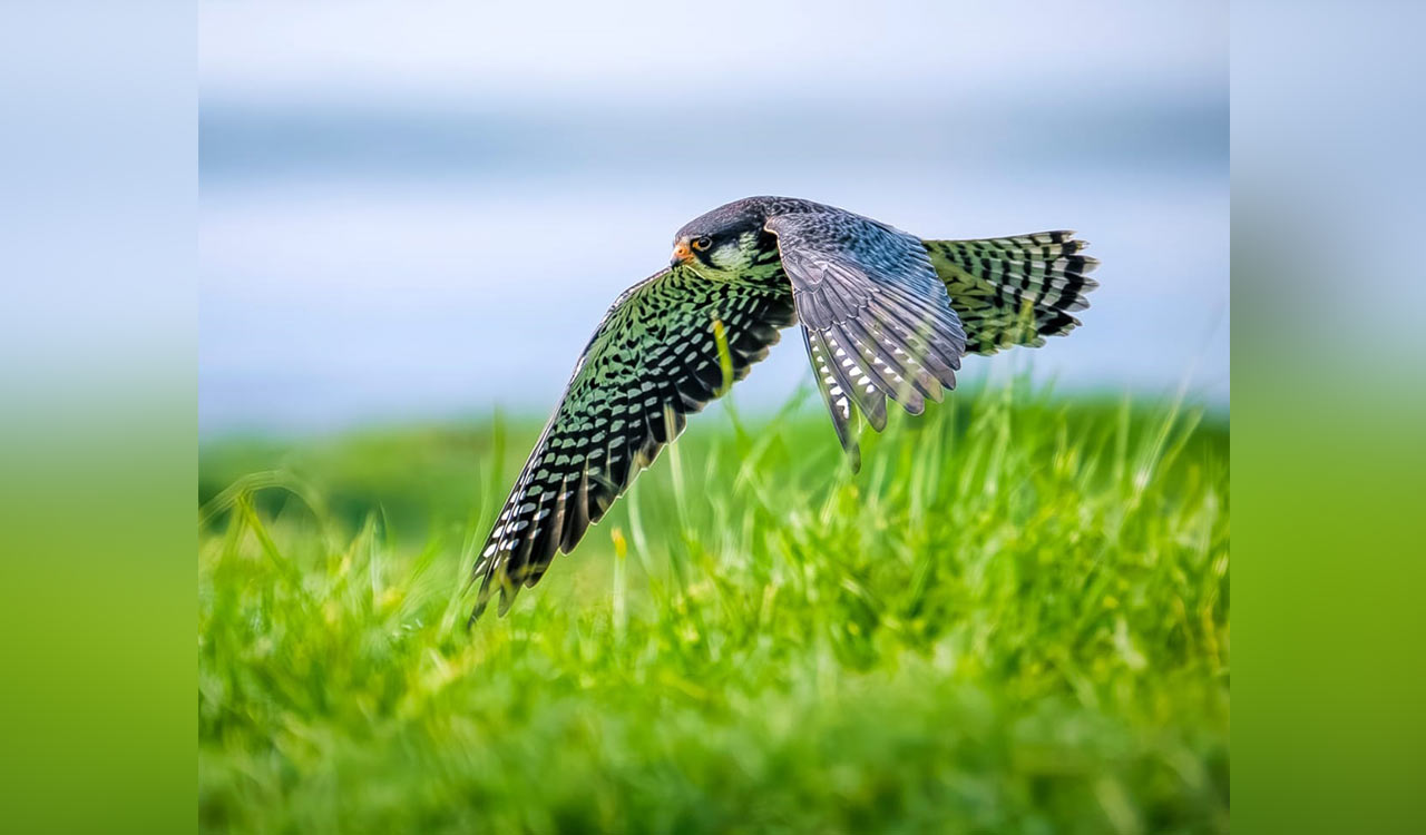 Rare Amur Falcon sighted near Sangareddy; birders call it a ‘dream encounter’