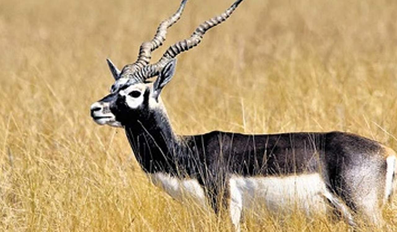 Three blackbucks found dead with gunshot wounds in Karnataka