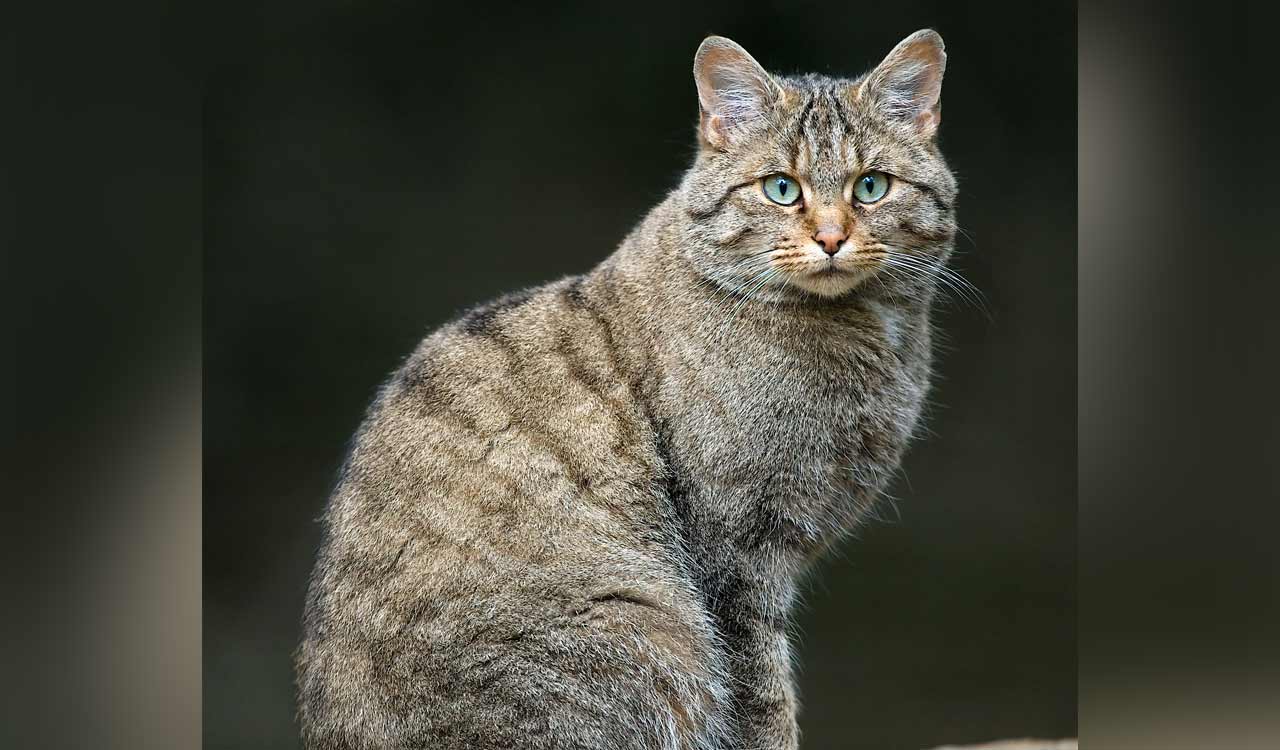 NZ is taking aim at feral cats. Are we ready for ethical and practical implications?