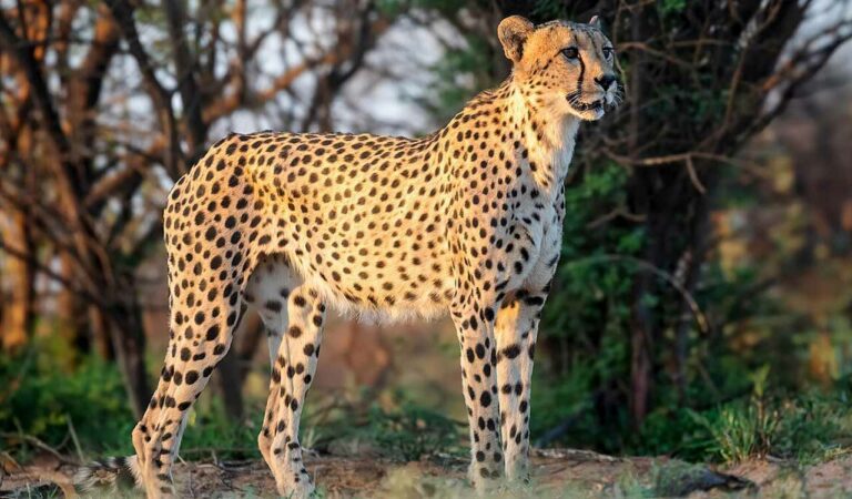 Cheetah