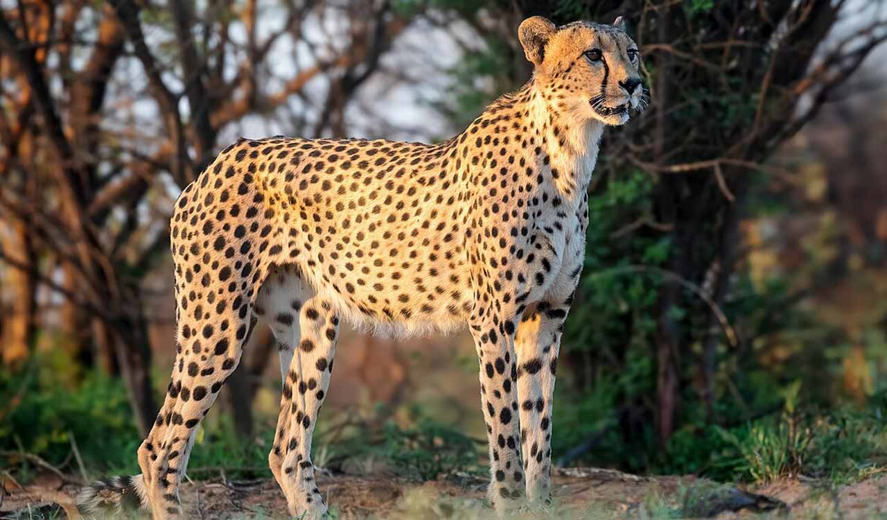 Visit India to see Cheetah in all its splendour: PM Modi on International Cheetah Day