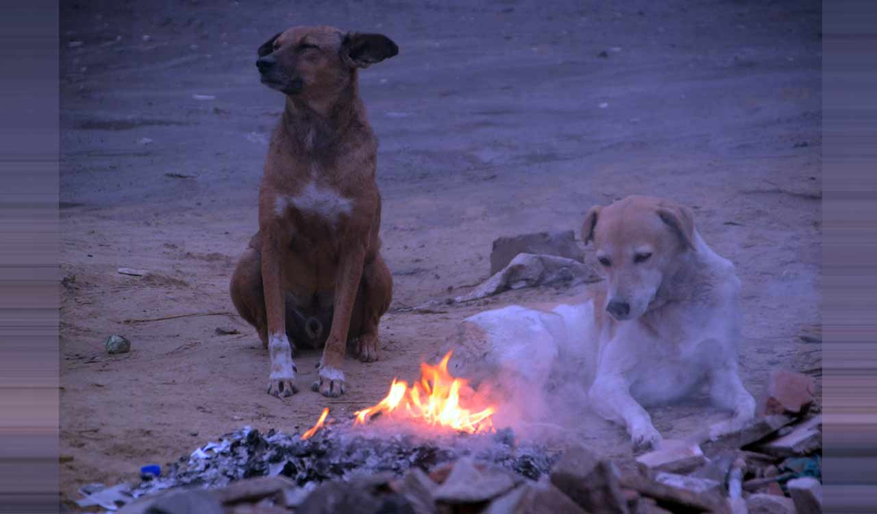 Foggy conditions prevail in several districts of Rajasthan