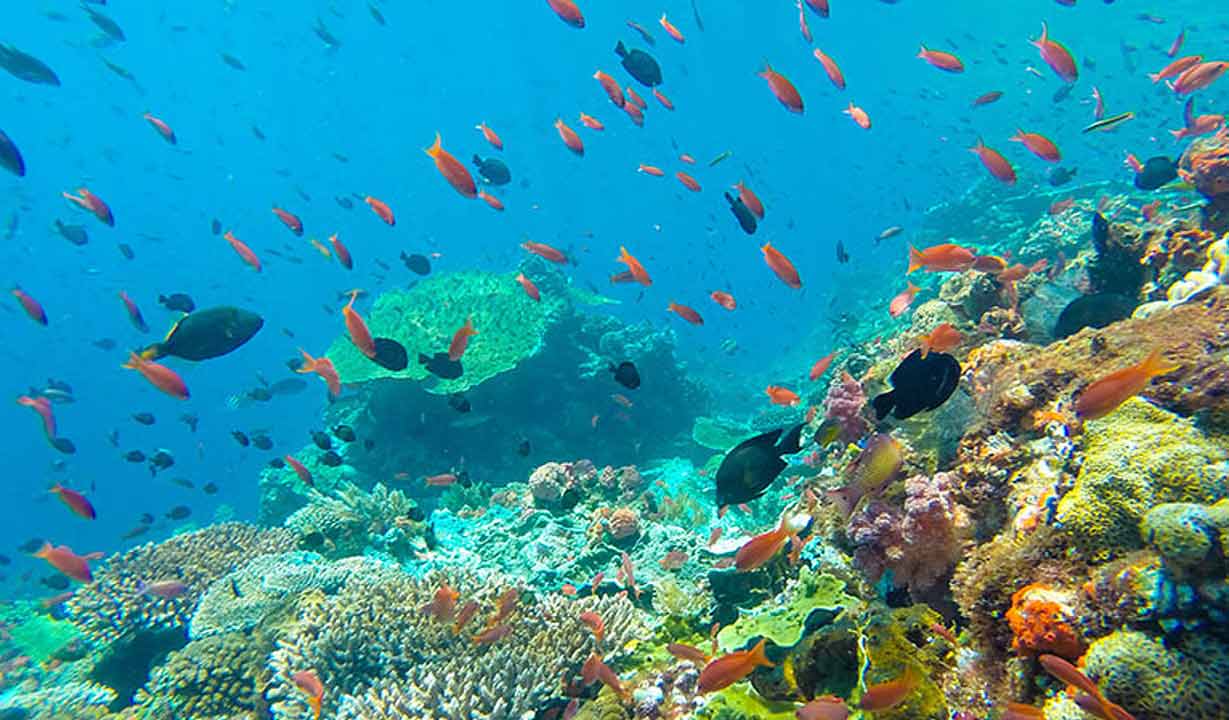 Coral reefs have orchestrated Earth’s climate for 250 million years