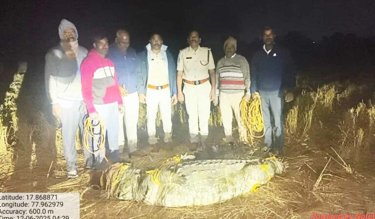 Watch: Crocodile spotted on village road near Keruru, rescued and released in Manjeera