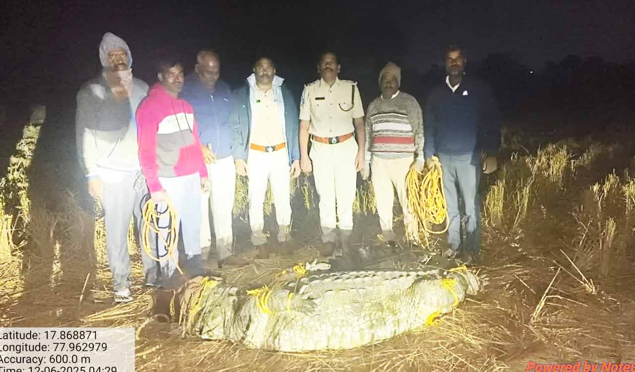 Watch: Crocodile spotted on village road near Keruru, rescued and released in Manjeera