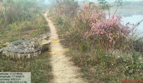 Watch: Crocodile spotted on village road near Keruru, rescued and released in Manjeera