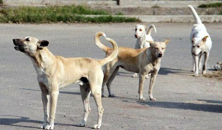 CM orders action against stray dogs after attack on speech impaired boy
