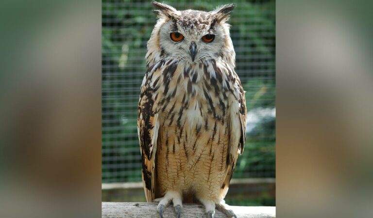 Eagle Owl