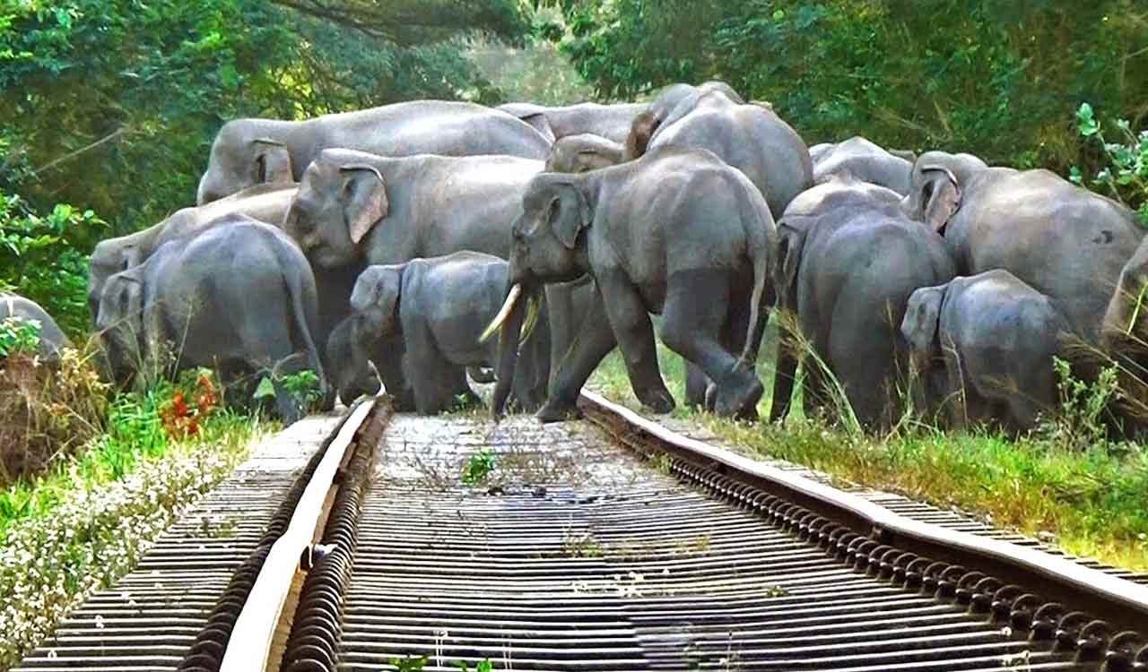 Eight elephants killed after Rajdhani Express hits herd in Assam’s Hojai