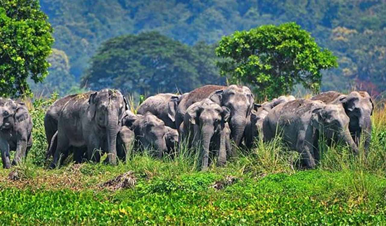 Two women among five trampled to death by wild elephants in Jharkhand