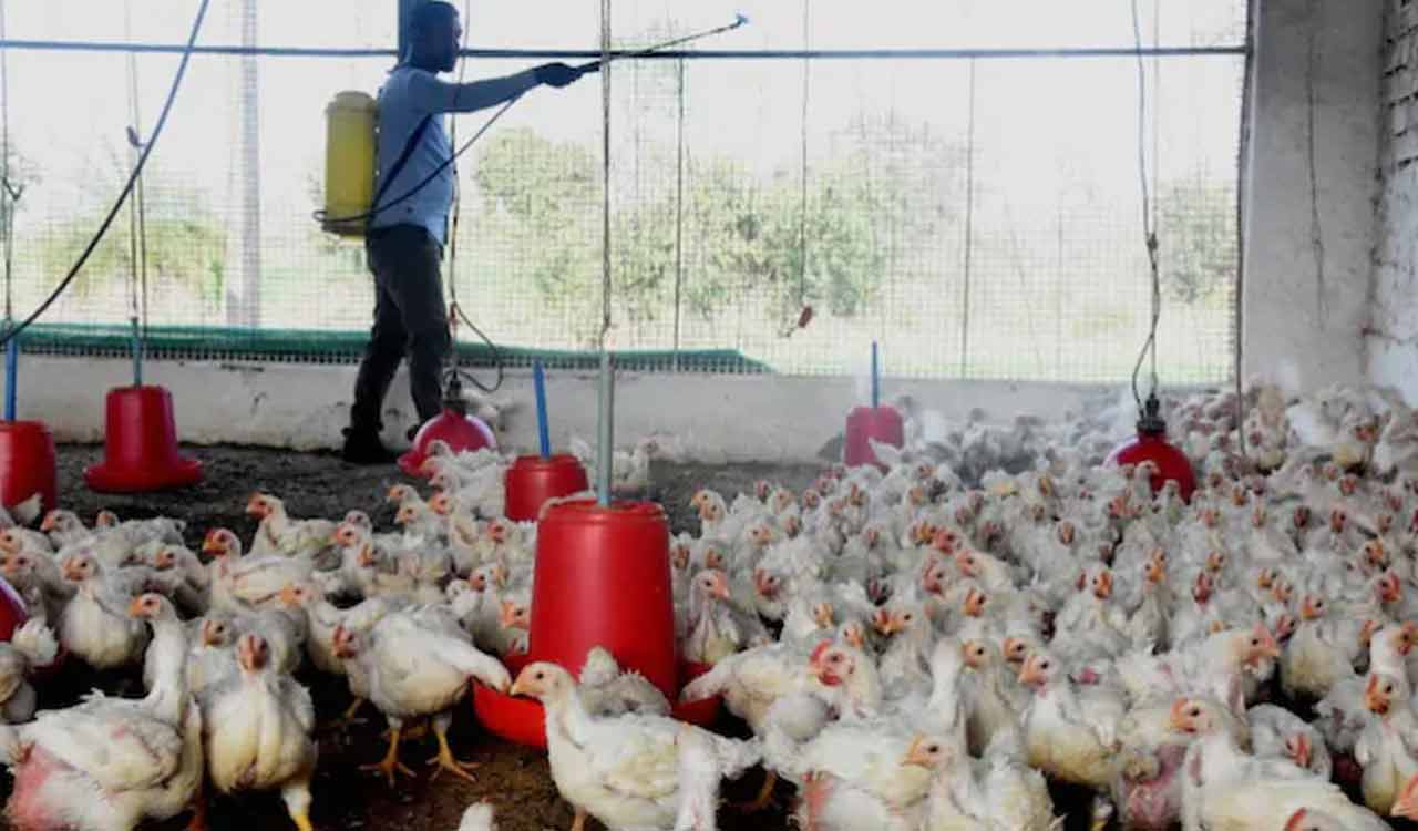 Kerala confirms avian flu in Alappuzha, Kottayam