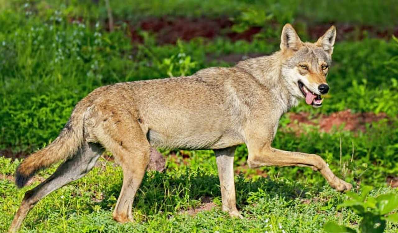 Wolf takes away infant in UP’s Bahraich; intensive search underway