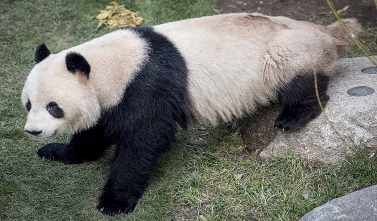 First giant panda cub born in Indonesia squeals, squirms in park video