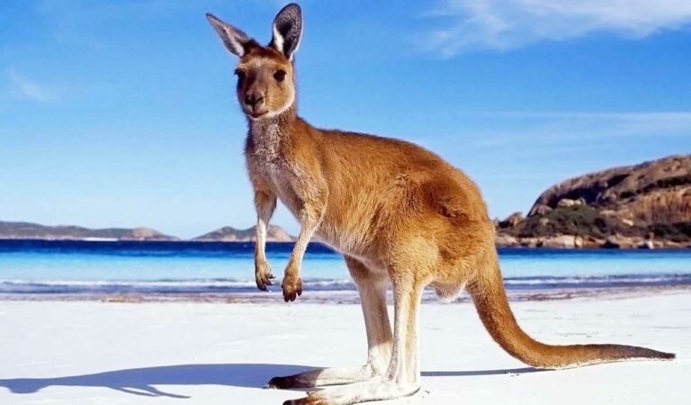 Kangaroos to soon thrill Hyderabad Zoo visitors