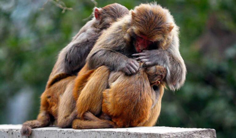 Monkeys sit by the roadside on a cold winter day near the Jammu & Kashmir National Highway, on the outskirts of Jammu.