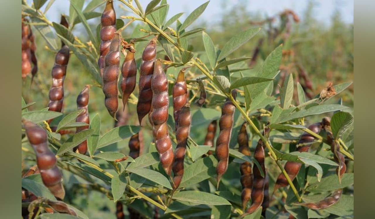 ICRISAT’s climate-resilient pigeonpea shows promise in Kashmir high-altitude trials