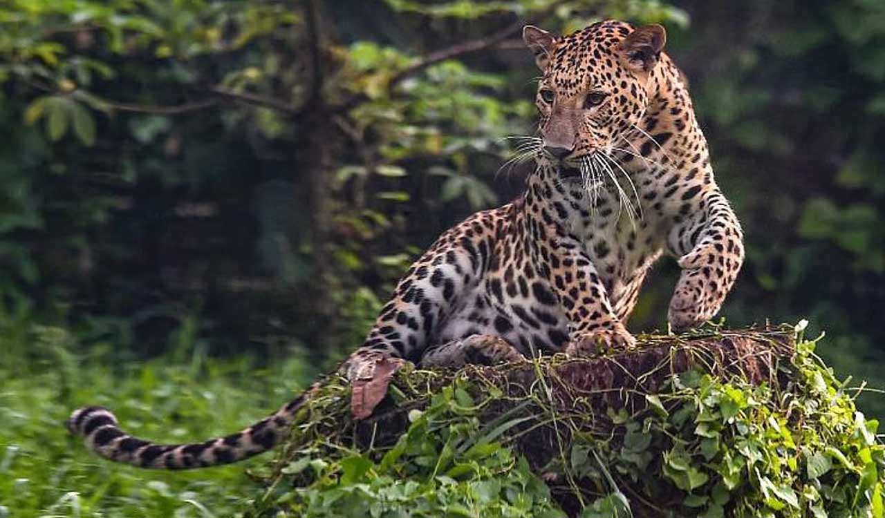 Seven persons injured in leopard attack in Nagpur