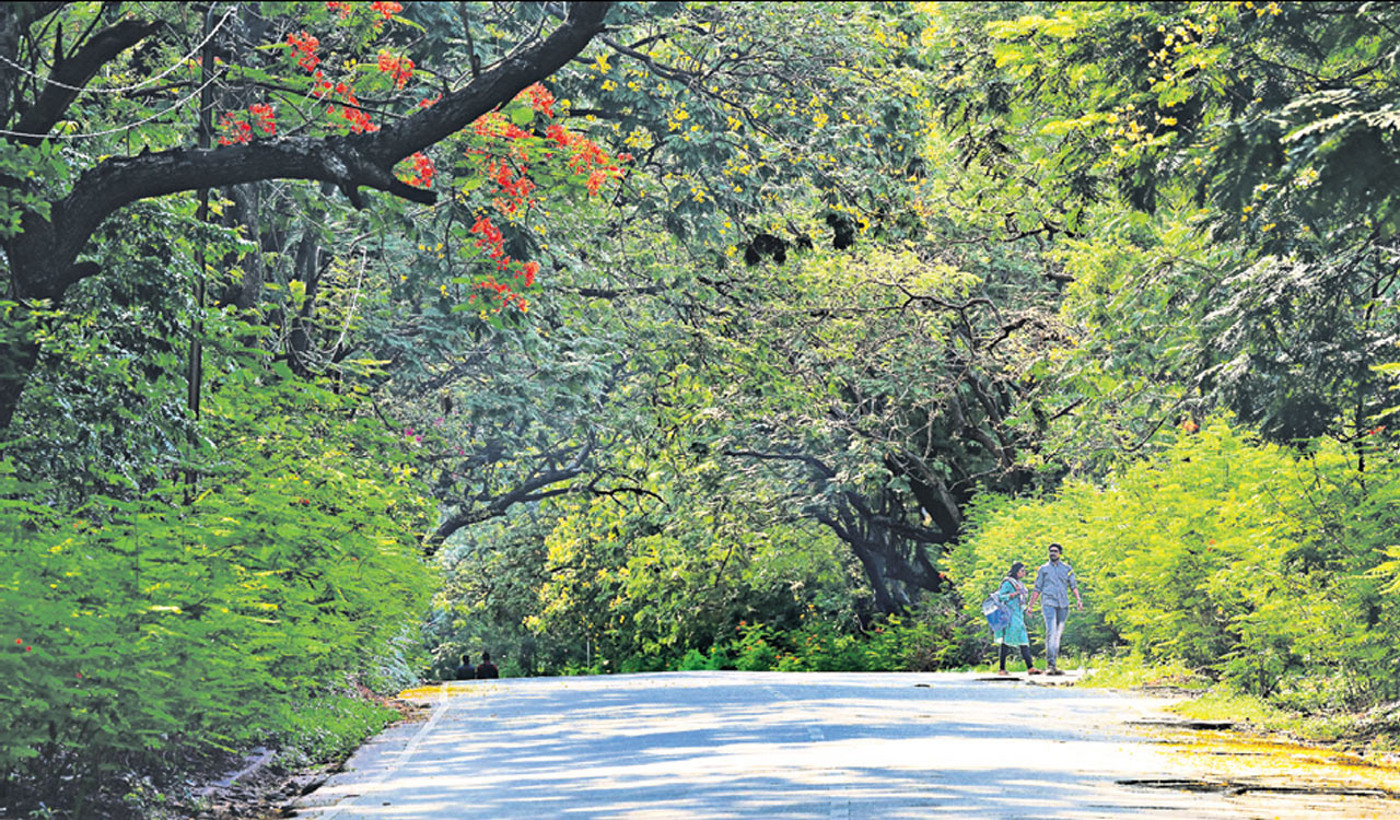 Osmania University home to over 800 plant species