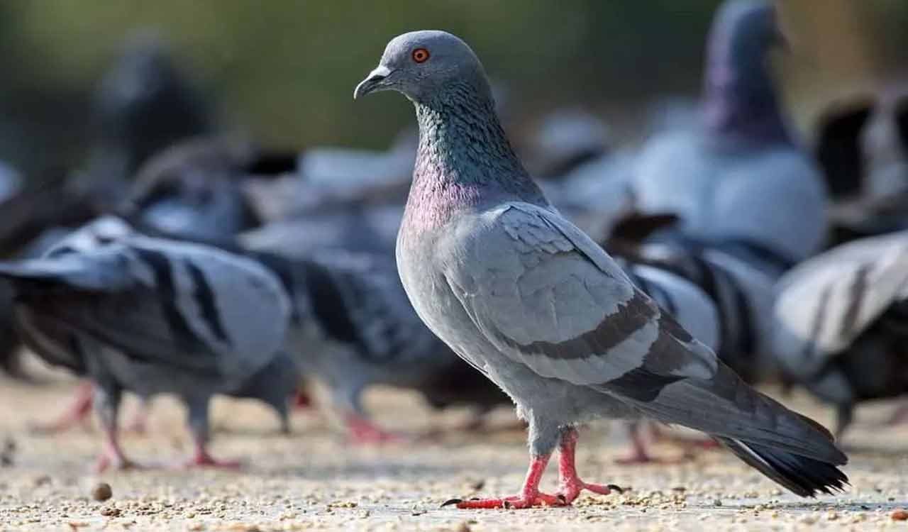 Court fines Mumbai resident Rs 5,000 for feeding pigeons