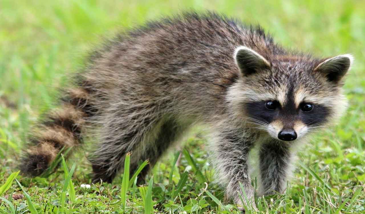 Raccoon goes on drunken rampage in Virginia liquor store and passes out on bathroom floor