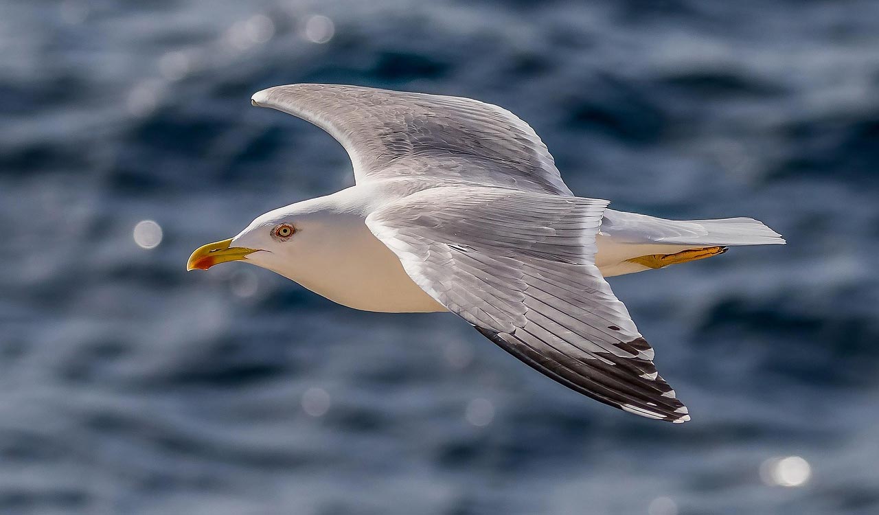 Chinese GPS tracker found on seagull near Karwar coast; probe launched