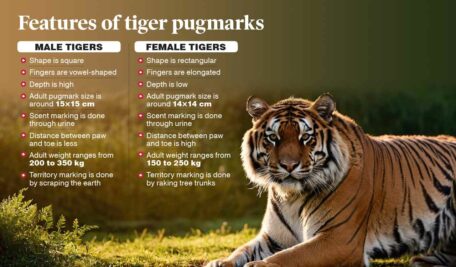 Tiger Info