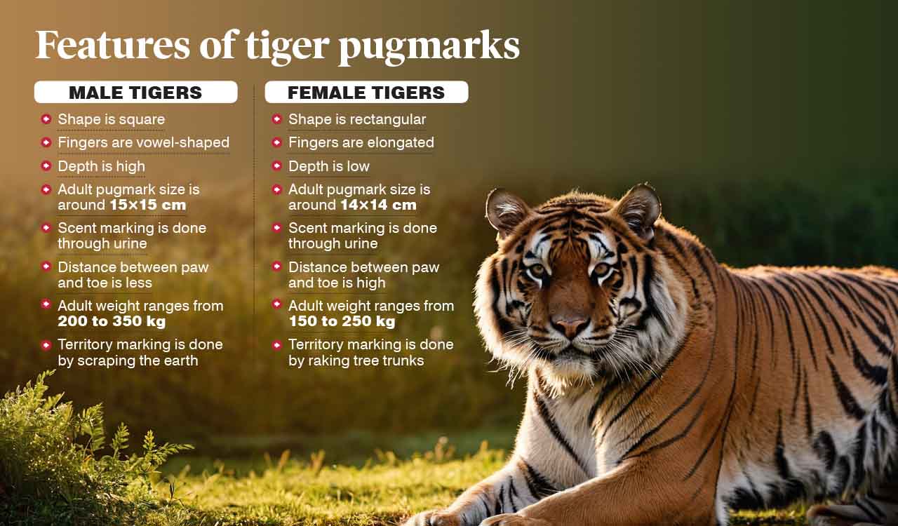 Mancherial: Villagers urged to verify pugmarks before sharing on social media