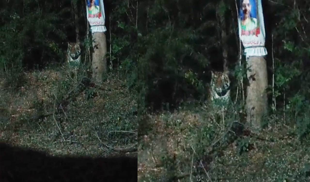 Watch: Tiger movement near coal mines keeps officials on tenterhooks in Mancherial