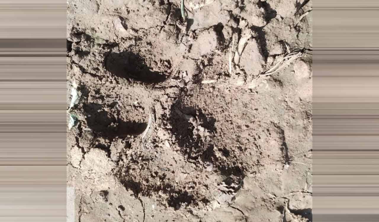 First-ever tiger sighting reported in Siddipet