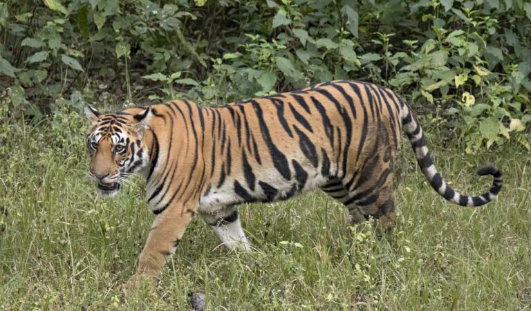 Tigress from TATR translocated to Sahyadri Reserve