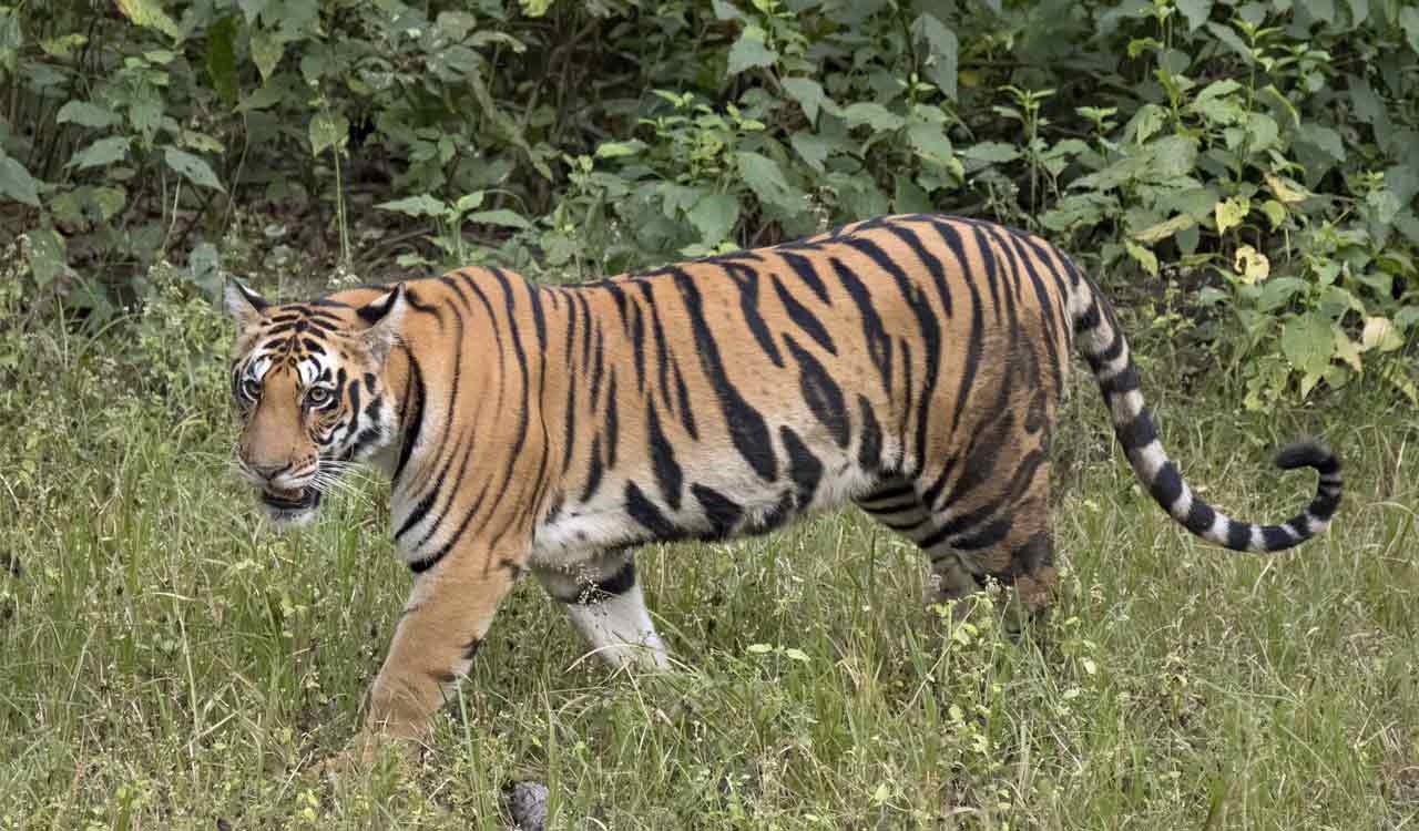 Surge in tiger movement forces safety changes for officials in Mancherial forests