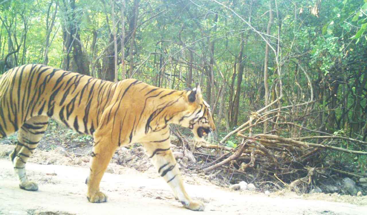 Tiger movement sparks fear in Bejjur mandal of Asifabad