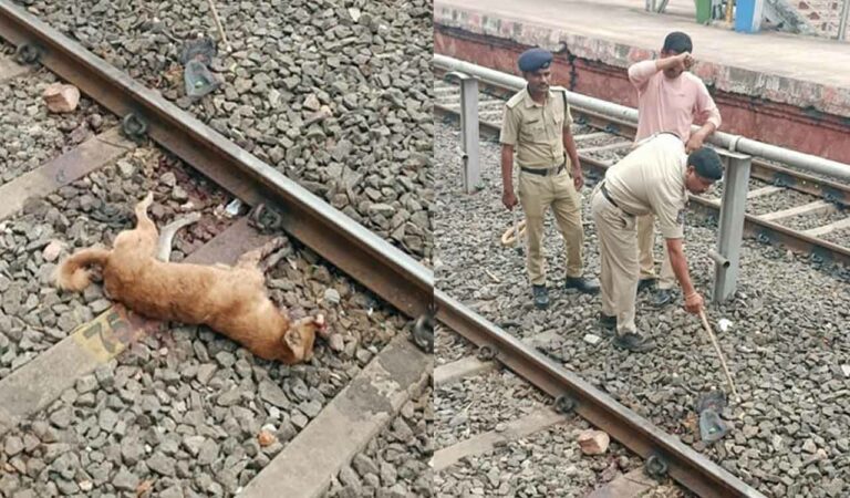 Telangana: Bomb scare at Kothagudem railway station after stray dog bites into explosive