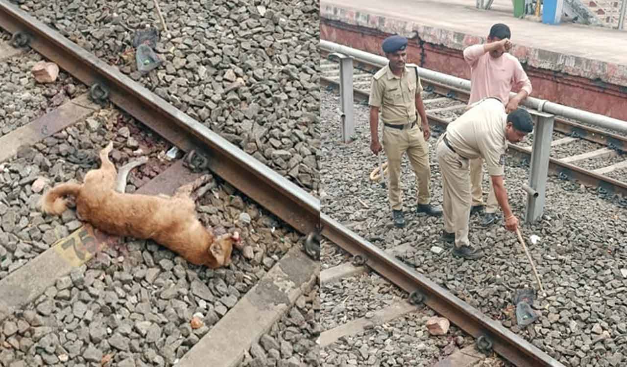 Telangana: Bomb scare at Kothagudem railway station after stray dog bites into explosive