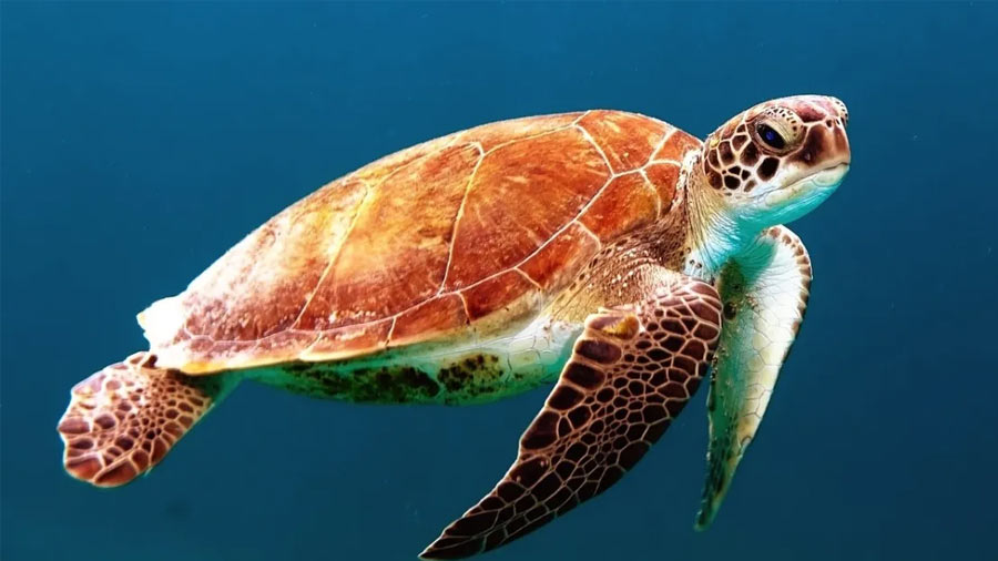 24 endangered sea turtles recovering in Florida after cold stunning off Cape Cod