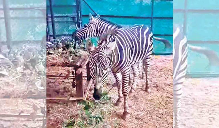 Hyderabad Zoo welcomes two more Zebras from Vantara