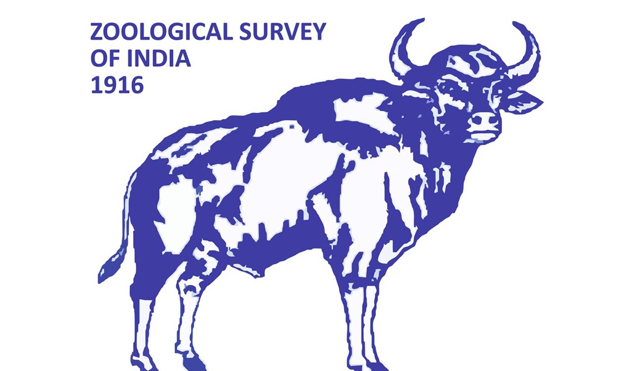 ZSI scientists discover new soil-dwelling micro-arthropod species in Sikkim