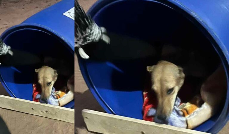 Beds For Street Dogs 1