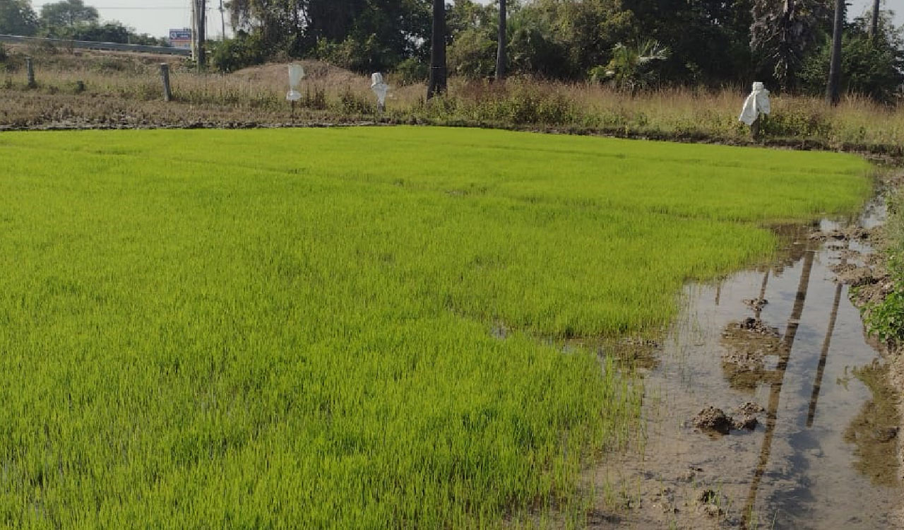 Cold wave hits Karimnagar crops, paddy seedlings stunted despite fertiliser use