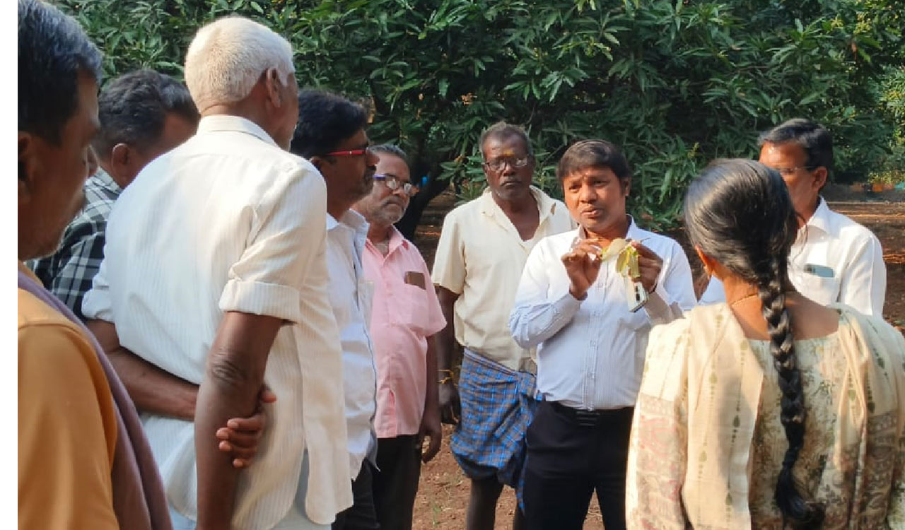 Delayed flowering sparks concern among mango farmers in Jagtial