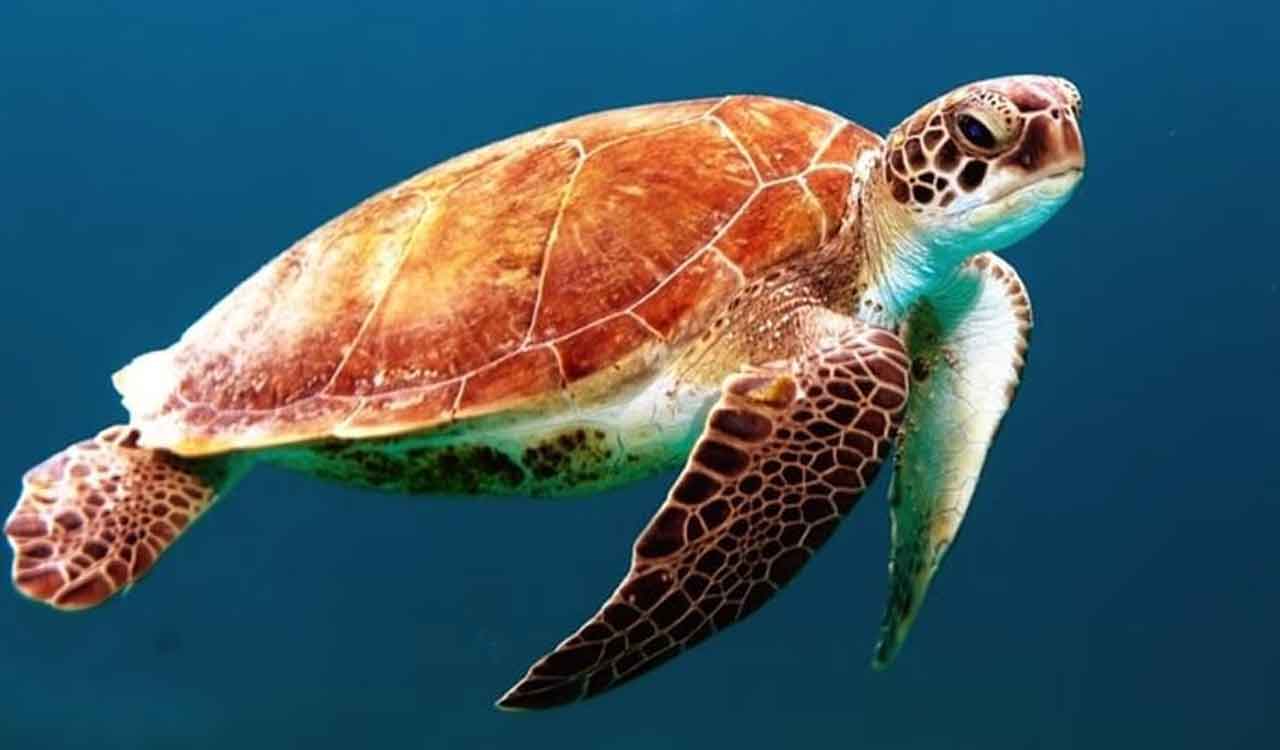 Mating of Olive Ridley turtles begins in Odisha, security beefed up