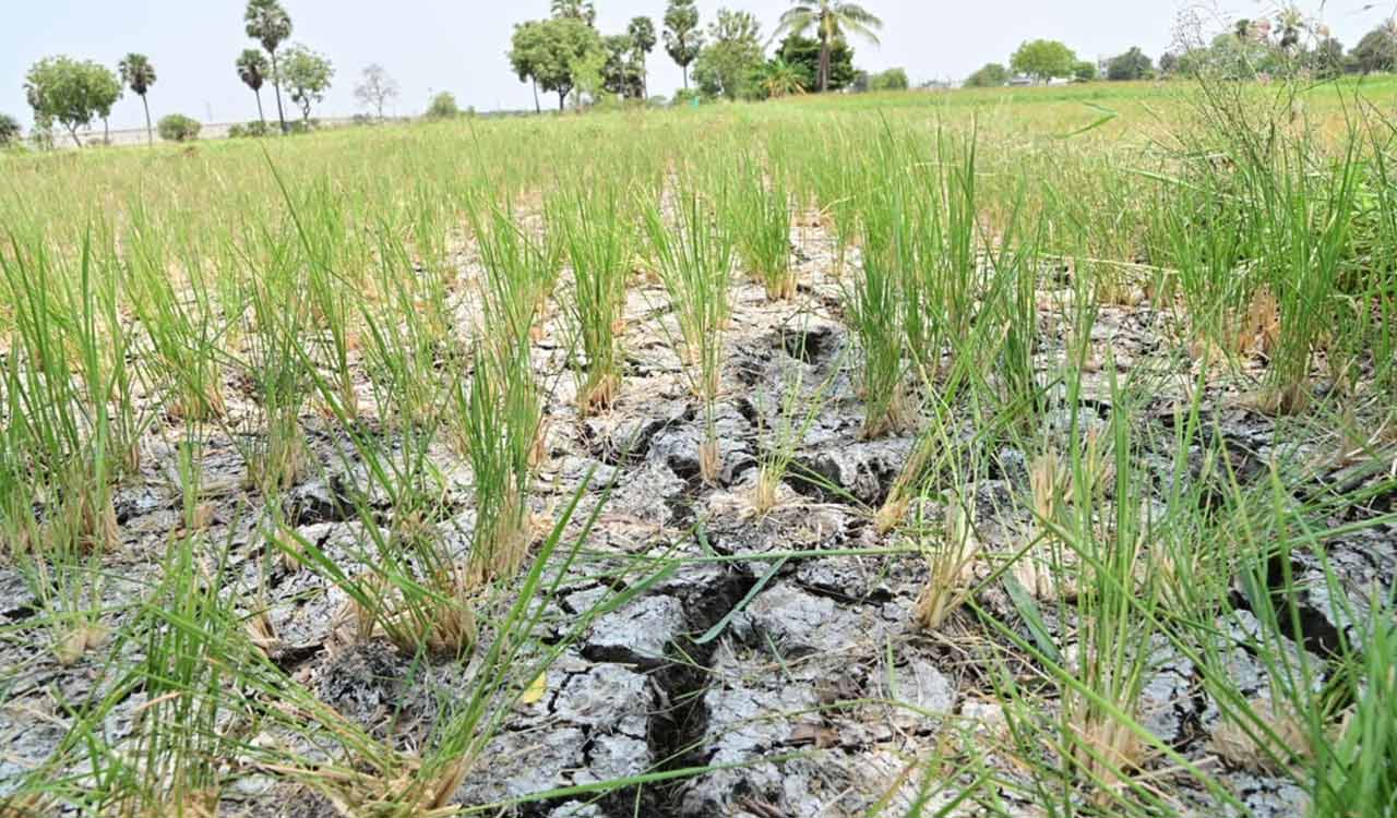 Telangana’s farm sector crisis: Of broken promises, mounting distress