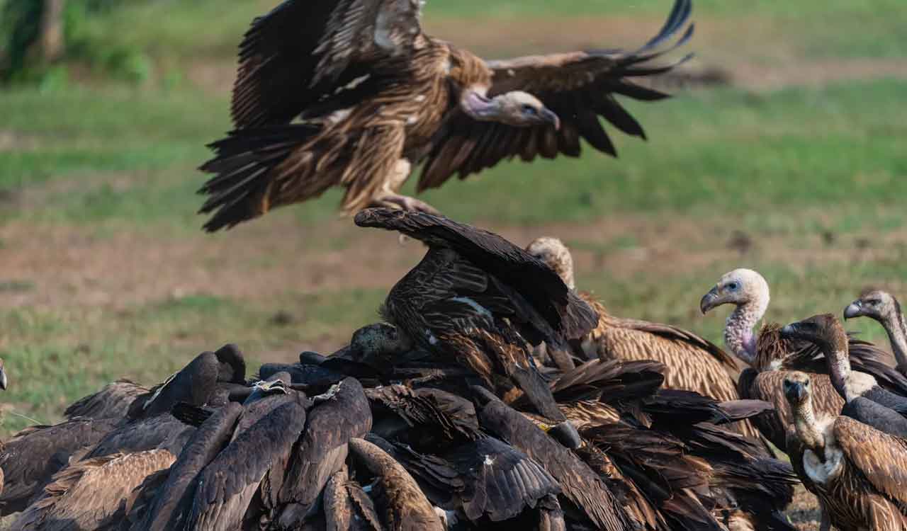 Wildlife group BNHS to reintroduce two vulture species in Assam in January