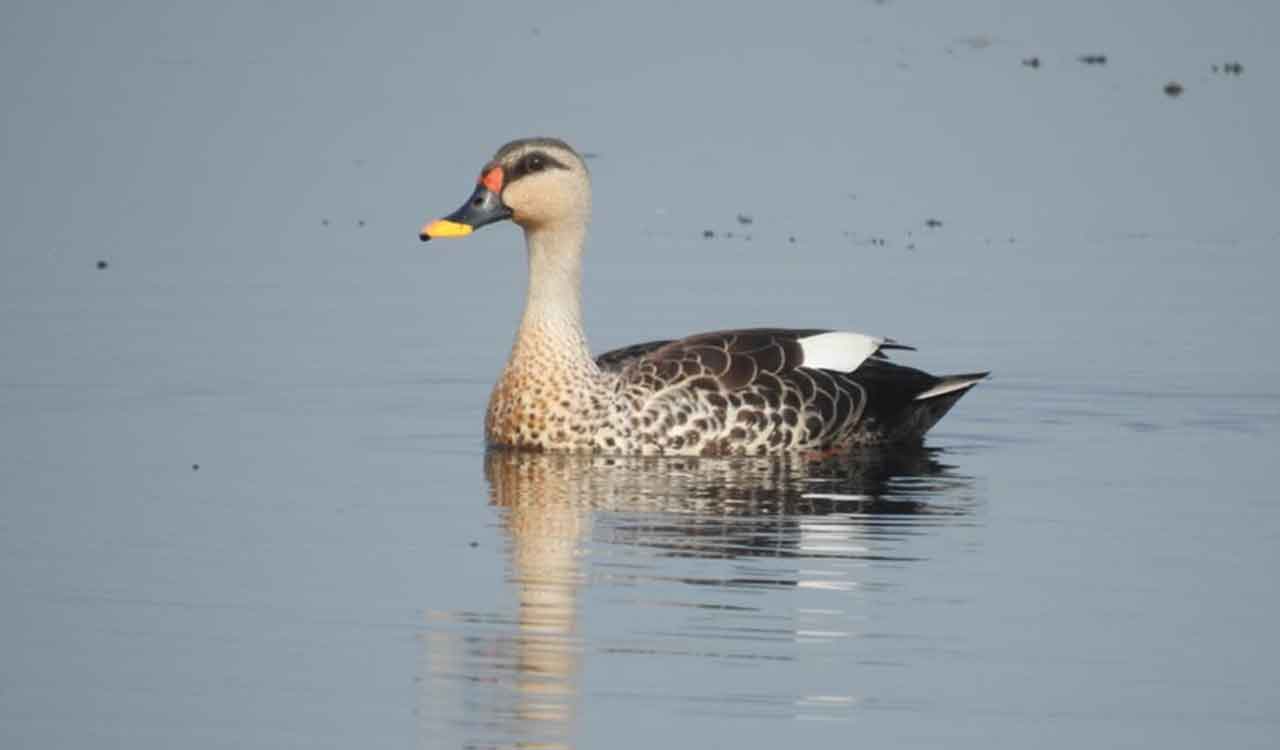 Asian Waterbird Census 2026 records over 70 bird species in Kawal Tiger Reserve