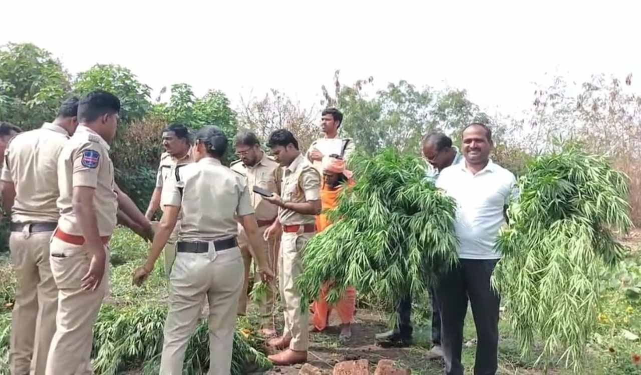 15 kgs of dry ganja, 600 ganja plants seized from temple premises in Narayankhed