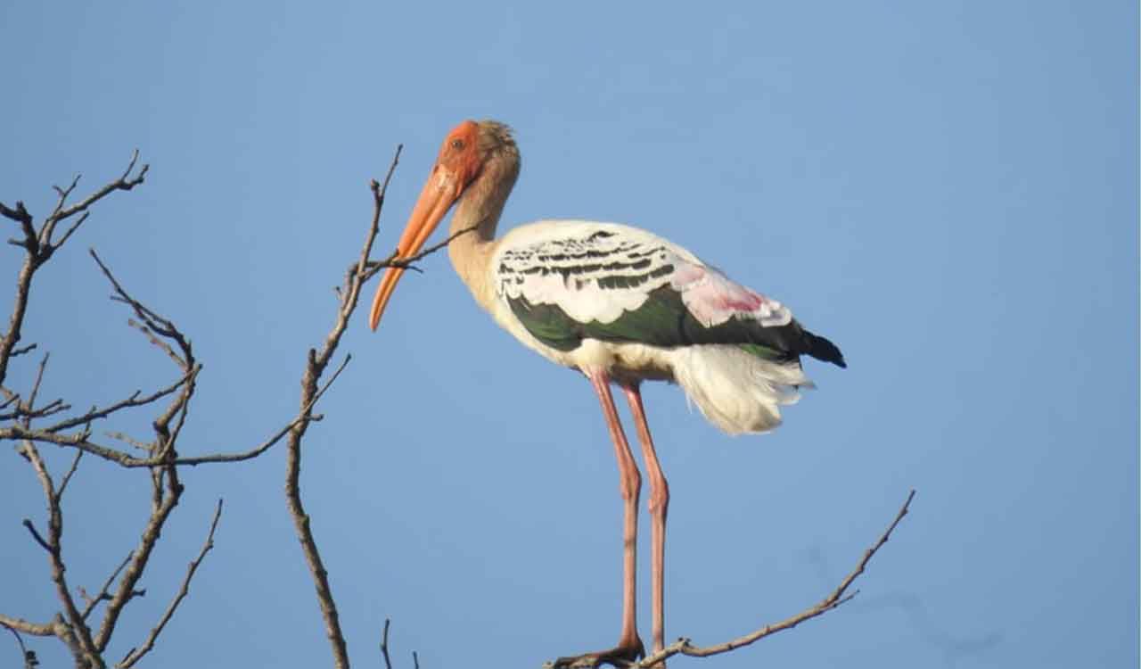 Asian Waterbird Census 2026 records over 70 bird species in Kawal Tiger Reserve