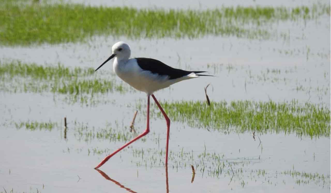 Asian Waterbird Census 2026 records over 70 bird species in Kawal Tiger Reserve