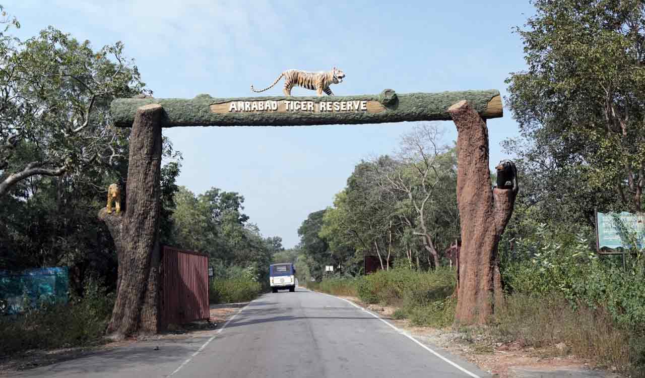 Telangana: Tiger sightings surge in Amrabad Tiger Reserve
