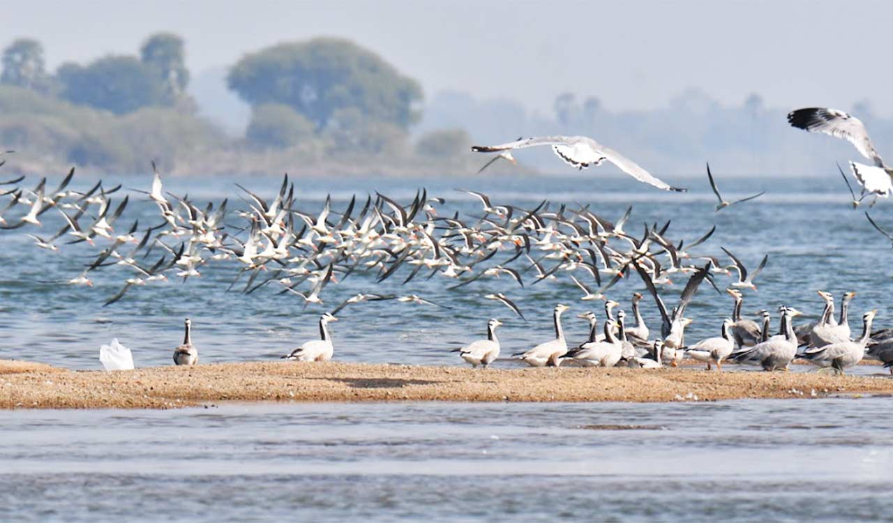 Karimnagar: Winged visitors make Mid Manair dam a preferred winter destination
