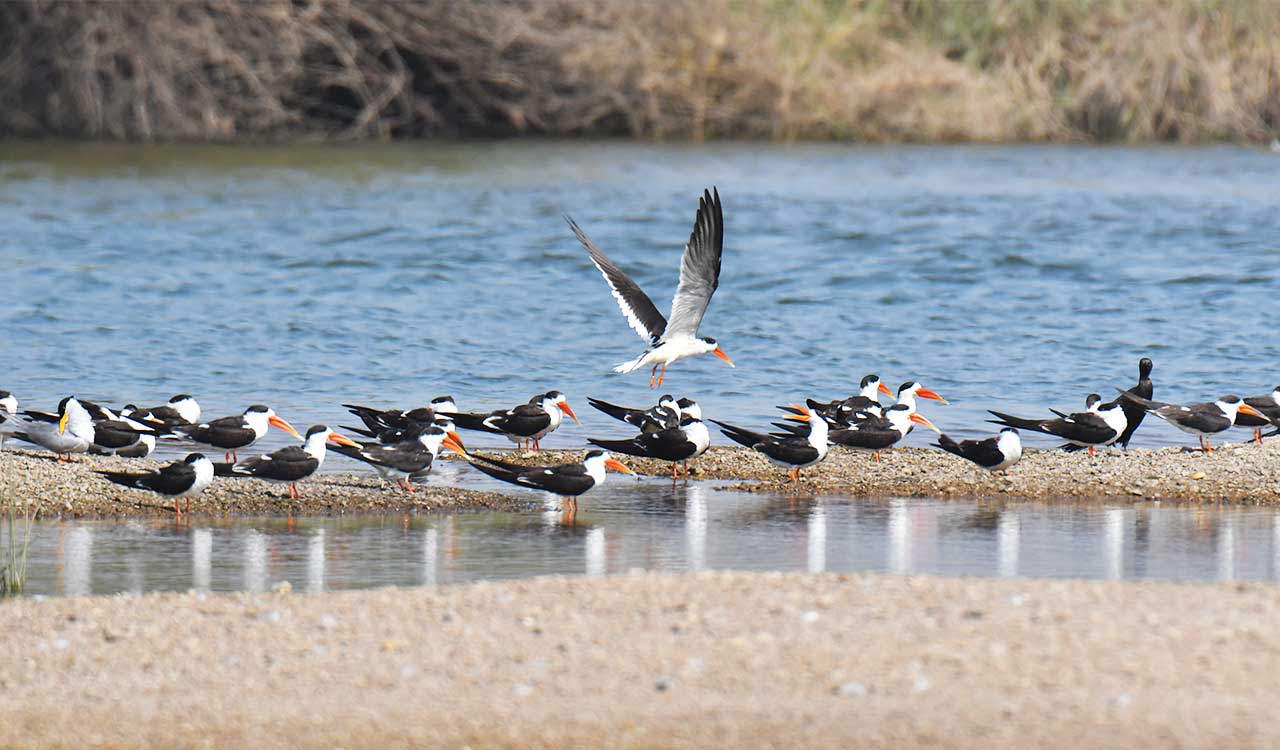Karimnagar: Winged visitors make Mid Manair dam a preferred winter destination